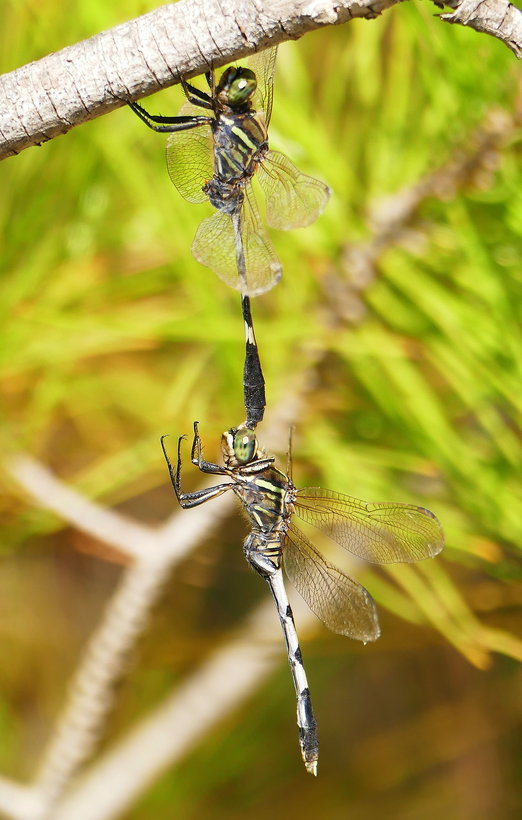 Dragonflies of Rhodes Island (Greece)  -NEW-
